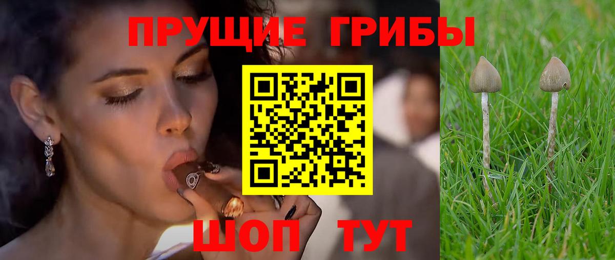 Первоуральск  Псилоцибиновые грибы Psilocybine cubensis  Вход с VPN 